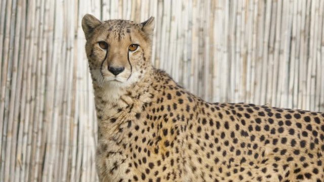 Beautiful cheetah in captivity looking at the camera bamboo enclosure in background. Zoo Montpellier