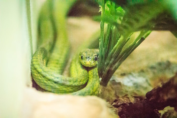 The green cat snake (Boiga cyanea) in snake farm and common names are Cyan-jawed cat snake, Green cat snake, Green-eyed snake.