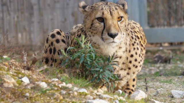 Cheetah Acinonyx jubatus Schreber lying on the ground in Lunaret zoo Montpellier. Enclosure in background
