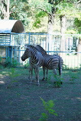 two zebras on a walk on a summer day