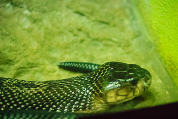 The monocled cobra (Naja kaouthia), also called monocellate cobra, is a cobra species widespread across South and Southeast Asia.