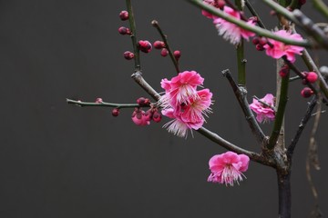 The season when the Japanese plum blossom blooms.