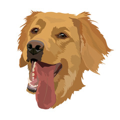 Golden Labrador Retriever vector illustration