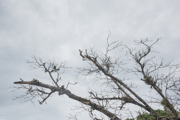 Old tree branches
