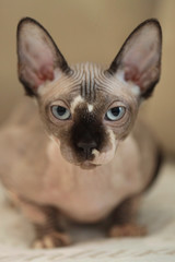 cute sphinx hairless cats