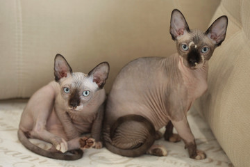 cute sphinx hairless cats