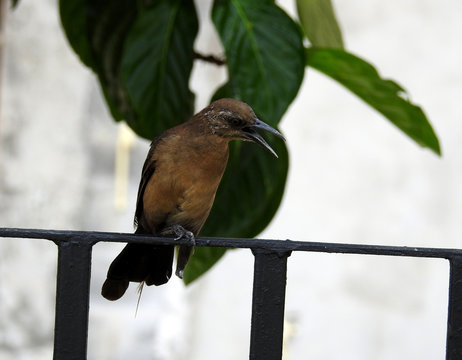 Panama City birds. Central America