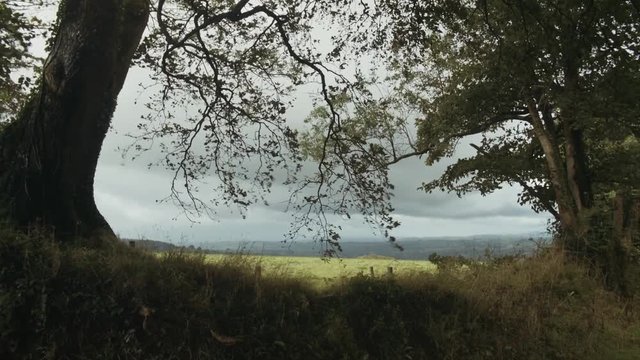 A smooth pan down from a tree blowing in the wind, to a field in the English countryside on a cloudy day.