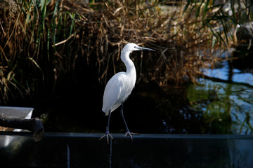 Little egret, Egretta garzetta, single bird, Valencia, Spain