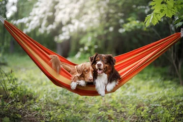 Tuinposter two cute dogs lying in a hammock in nature. Rest with a pet, Nova Scotia Retriever and Australian Shepherd © annaav