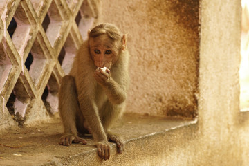 Bonnet Macaque eating, sitting on a window sill