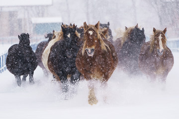 雪原を走る馬の集団