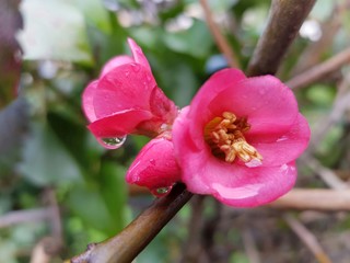 Spring flowers