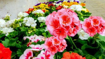 flower background  .  flower shop . Flowers for sale . rose pelargonium . 