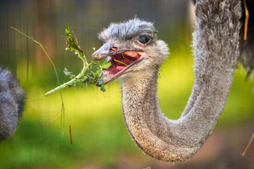 Ostrich (Struthio camelus) eating grass
