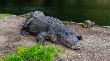 tortuga y cocodrilo