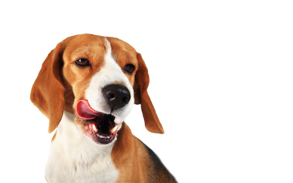 Adorable beagle dog