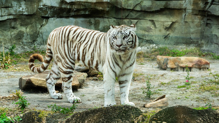 white tiger