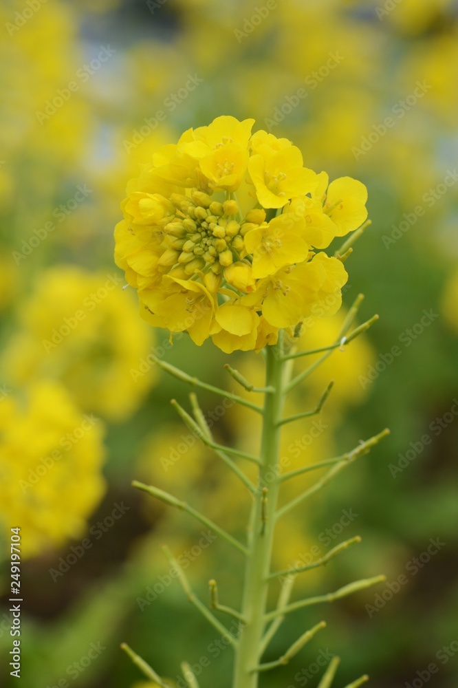 Wall mural Rape blossoms in full bloom