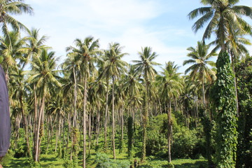 Fototapeta na wymiar palm forest