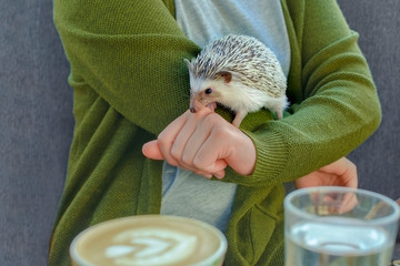 Small African dwarf hedgehog walking on hand of Woman in sweater in cafe shop