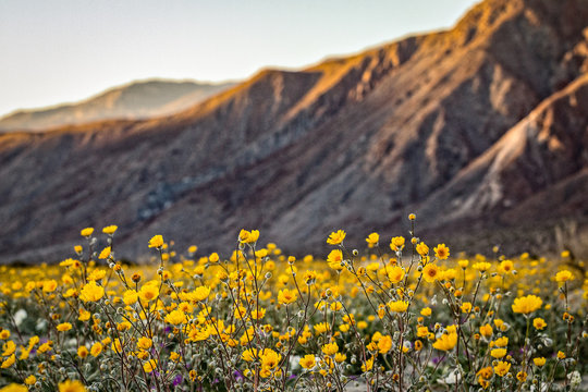 Desert superbloom flowers in Anza Borrego State Park