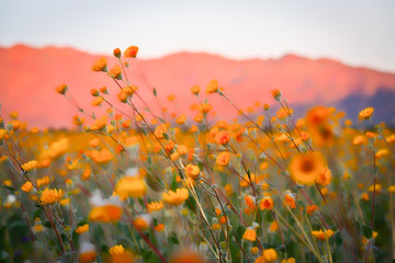 Fototapeta na wymiar Desert superbloom flowers in Anza Borrego State Park
