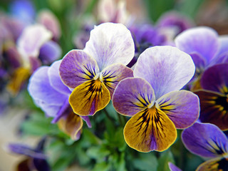 Vancouver Sun pansies