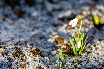 Snowdrop flowers (Galanthus nivalis)