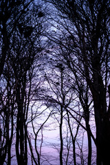 Fototapeta premium Crows in Silhouetted Trees