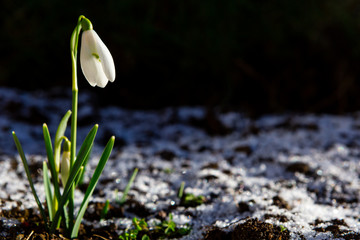 Snowdrop flowers (Galanthus nivalis)