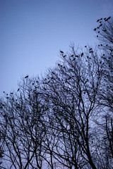 Crows in Trees