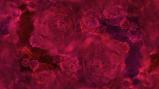 Red roses buds on a background for wedding video