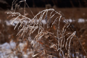 Heavy frost on prairie grass [Bromus ciliatus (Fringed Brome)]