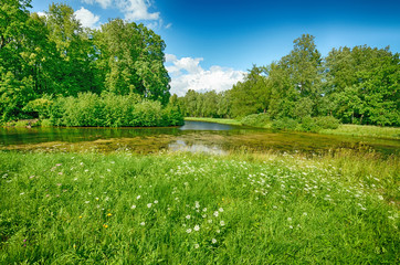 Beautiful forest landscape.