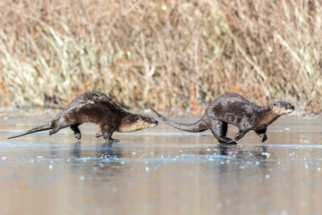 River Otters Running 1