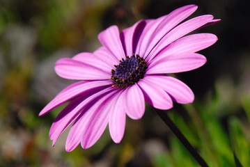 Obraz premium DIMORPHOTECA U OSTEOSPERMUM