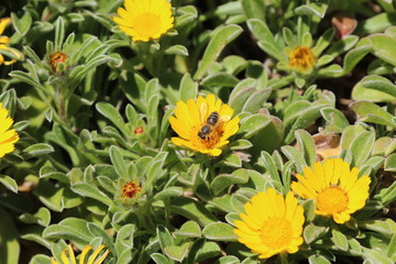 Bee in flower
