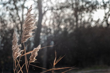 decorative dry plant reeds on a dark background © Roman