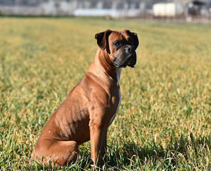 boxer dog