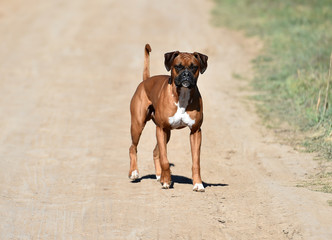 boxer dog