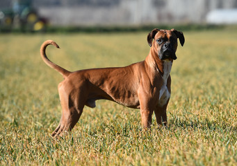 boxer dog