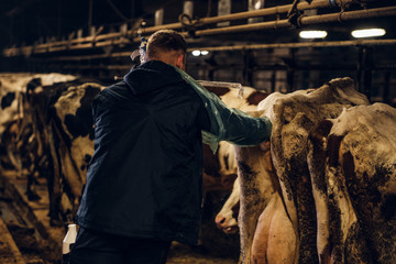 Back view of a veterinarian makes the procedure of artificial insemination of a cow in a farm