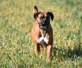 boxer dog