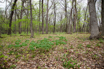 Early Spring in the Woods