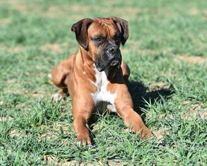 boxer dog