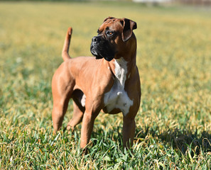 boxer dog