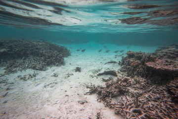 Fototapeta na wymiar Gorgeous view of underwater world. Snorkeling.Maldives, Indian Ocean. Dead reef corals and beautiful fishes in blue water.