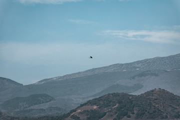 Bird flies over the Volcano Etna