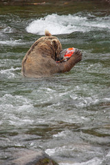 Grizzly bear fishing for salmon at Brooks Falls, Katmai NP, Alaska